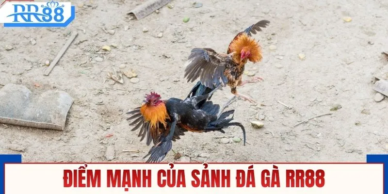 Điểm mạnh của sảnh đá gà RR88