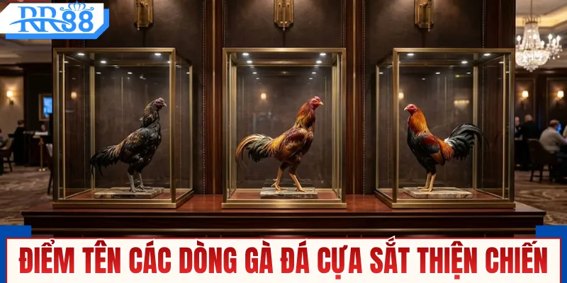 Điểm tên các dòng gà đá cựa sắt thiện chiến