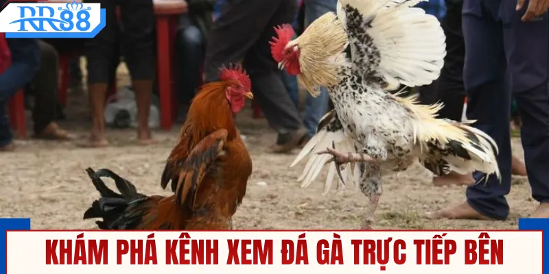 Khám phá kênh xem đá gà trực tiếp bên Campuchia