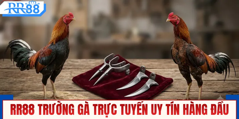 RR88 trường gà trực tuyến uy tín hàng đầu