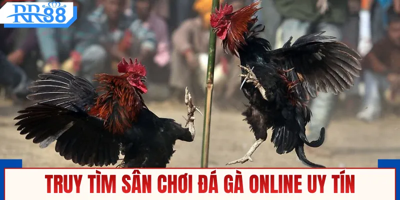 Truy tìm sân chơi đá gà online uy tín