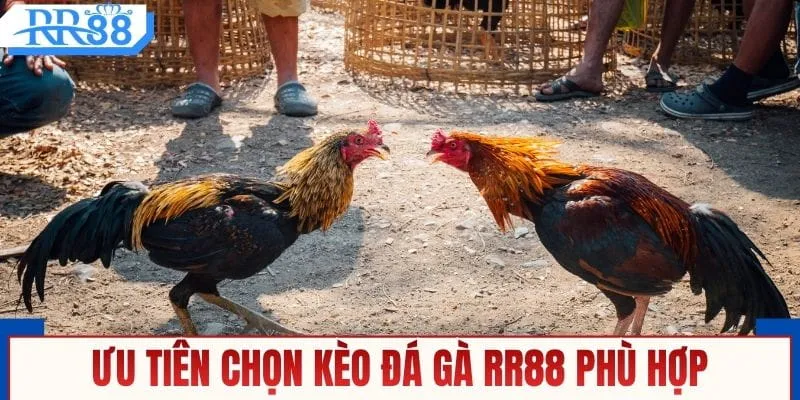 Ưu tiên chọn kèo đá gà RR88 phù hợp